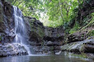  Una exuberante cascada selvática cae en un pequeño arroyo, rodeada de un vibrante follaje verde y una belleza natural incomparable.