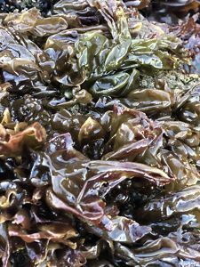 Algas brillantes de color marrón oscuro con texturas onduladas cubren una superficie rocosa. El alga luce húmeda y brillante, transmitiendo una atmósfera fresca y costera.