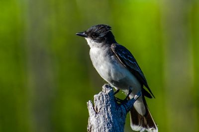  Un pequeño pájaro blanco y negro se posa sobre un tocón de árbol desgastado por el tiempo, con un vibrante fondo verde difuminado, transmitiendo una sensación de calma y naturaleza.
