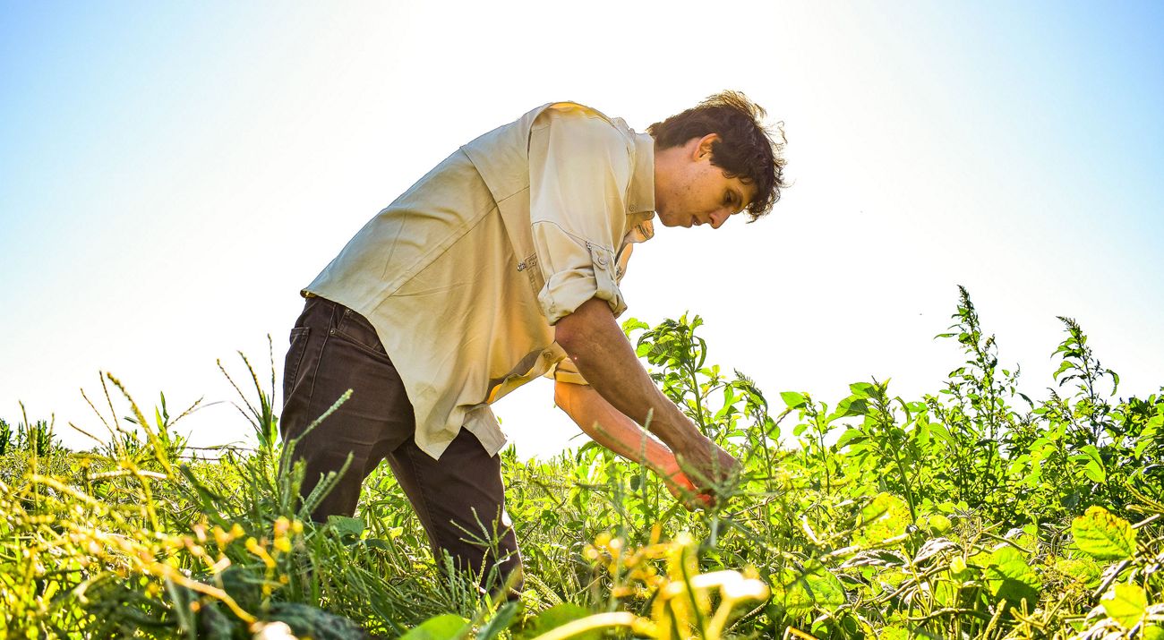 mangroves reflecting a setting sun