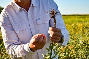 Reforestation and regenerative agriculture in action in the Gran