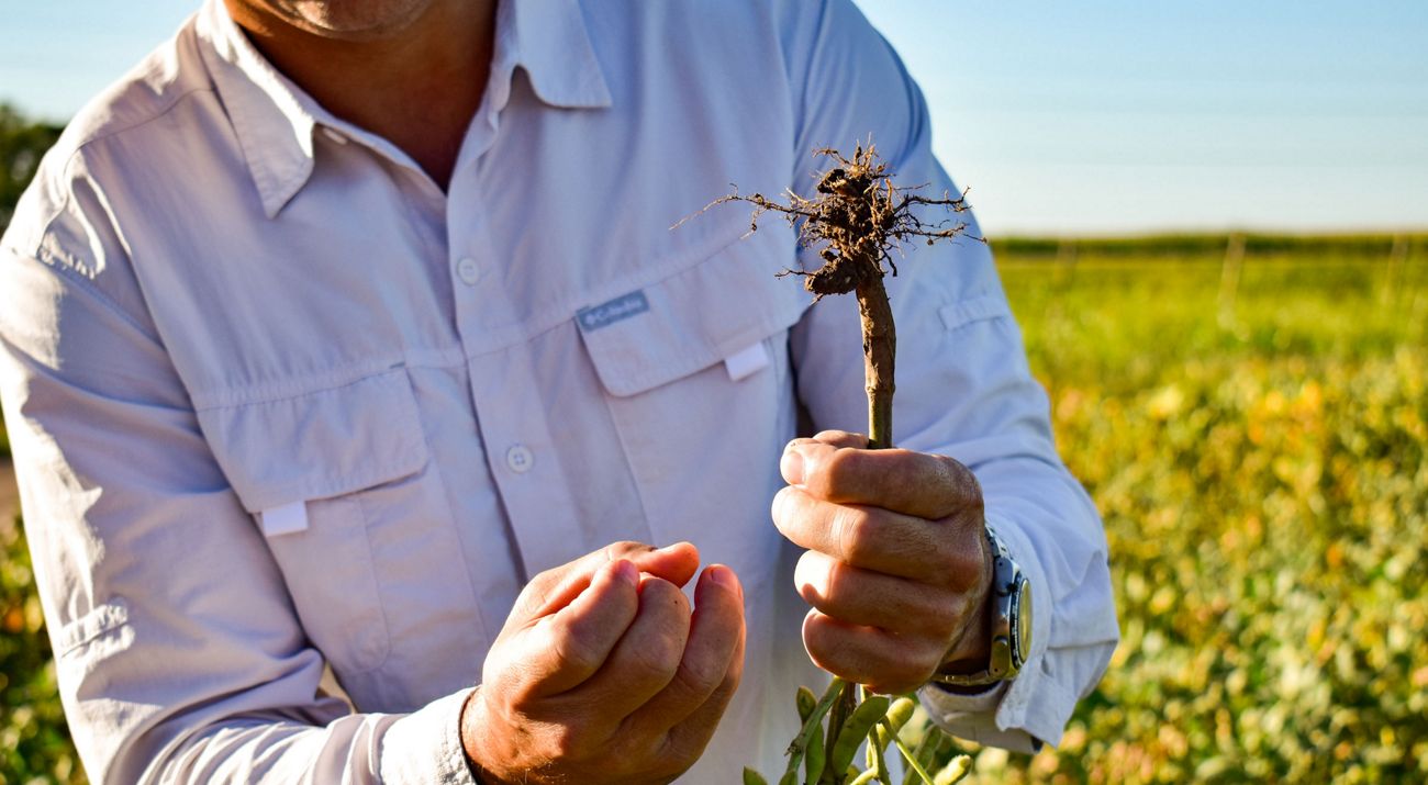 basados en la agricultura y ganadería regenerativa