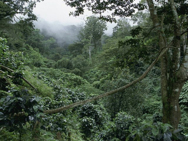 Cuenca de la Sierra Madre y Reserva de la Biosfera La Sepultura near Tres Picos y Pijijiapan, Chiapas, Mexico