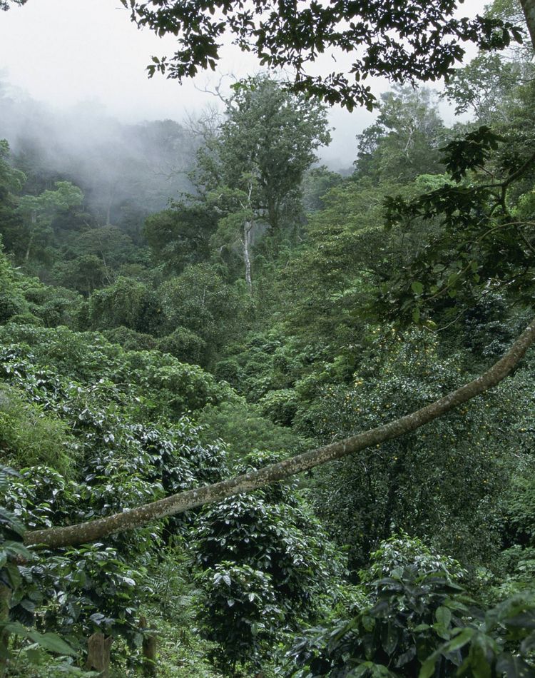 Diving with sealions