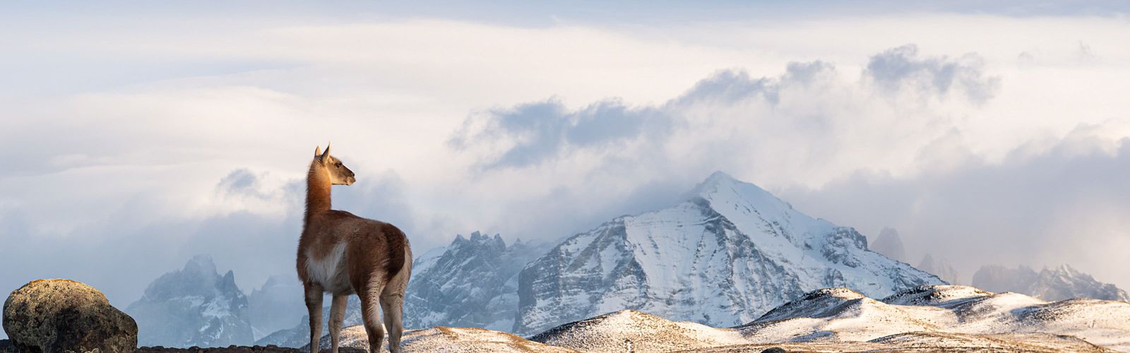Un Guanaco observa su território en el Parque Nacional de Torres del Paine, Chile