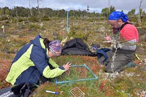 Dos investigadores, vestidos con ropa de exterior, estudian la vegetación dentro de un marco azul sobre un terreno musgoso, rodeados de vegetación bajo un cielo nublado.
