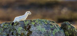 Comadreja con pelaje blanco brillante contrasta sobre rocas sin nieva.