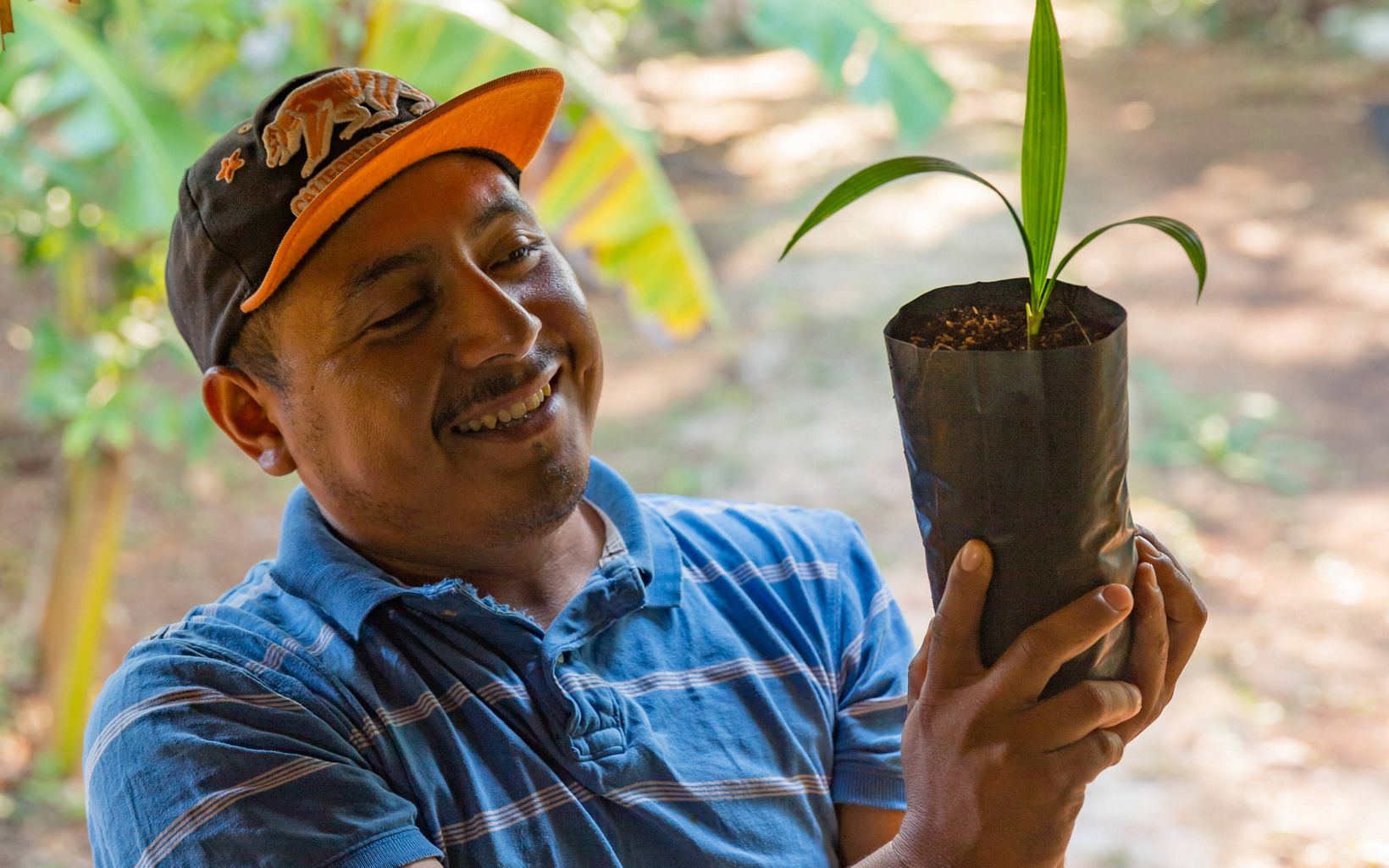 
                
                  Plantación de Palmas de Guano  Eddie Dzulmay tiene una plantación de palmas de guano en el vivero dentro de la Reserva Biocultural Kaxil Kiuic de 4,500 acres operada por Millsaps College, México. 
                  © Erich Schlegel
                
              