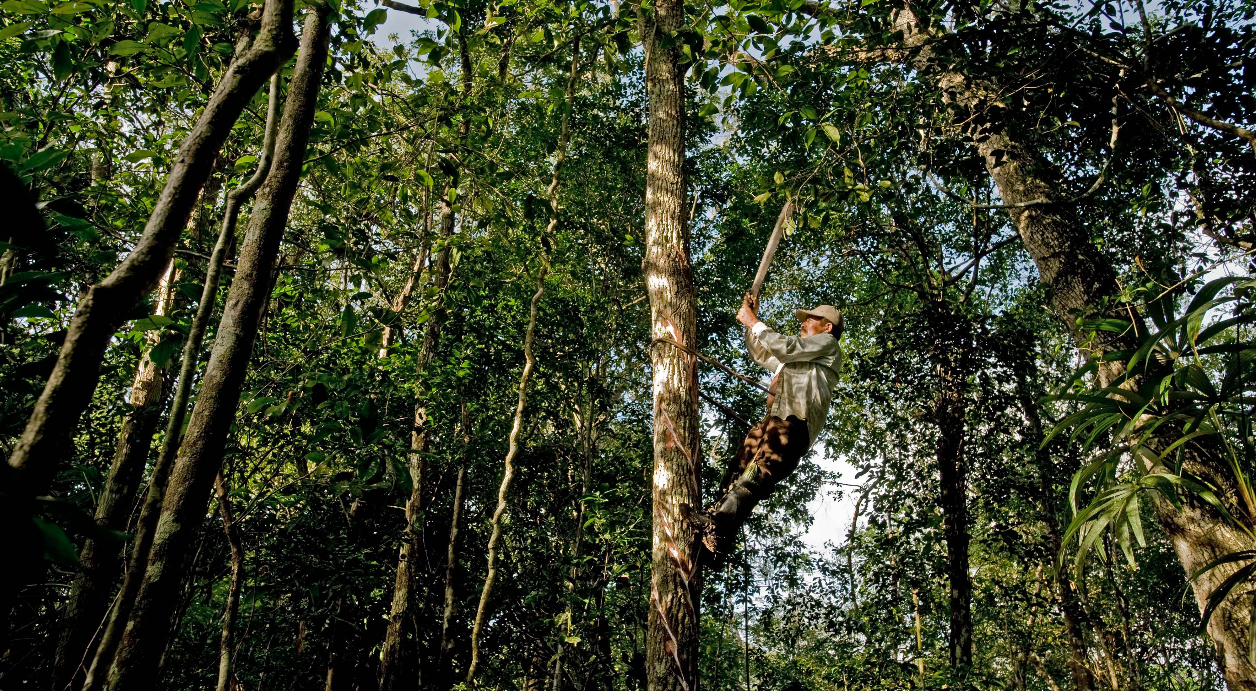 Elias Cahuich, un chiclero, golpea los árboles Sapodilla (Manilkara zapotain) para el látex blanco y gomoso llamado chicle en el bosque cerca del ejido Veinte de Noviembre