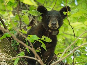 Oso negro entre vegetación.