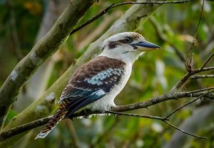 ave pequeña con plumaje cafe, azul claro y blanco posada sobre una rama en Australia.