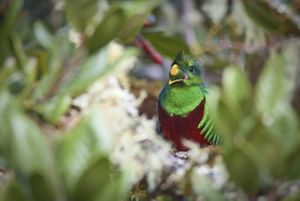 Quetzal resplandeciente regurgitando una semilla de aguacatillo entre las ramas de los árboles en Costa Rica. 