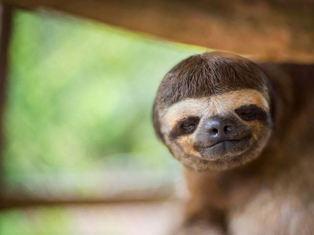 es uno de los cinco países más megadiversos del mundo. Es el segundo país, después de Colombia, en cuanto a aves y está entre los cinco primeros del mundo en cuanto a anfibios