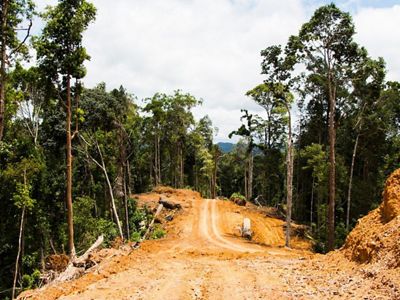 Área de deforestación rodeada de bosque.