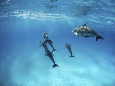 Grupo de delfines en el mar.