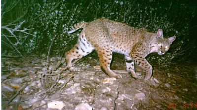 Un foco ilumina a un gato montés caminando en un bosque en la oscuridad.