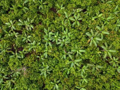 Espacio verde formado por hojas de diversos tamaños y tonos.