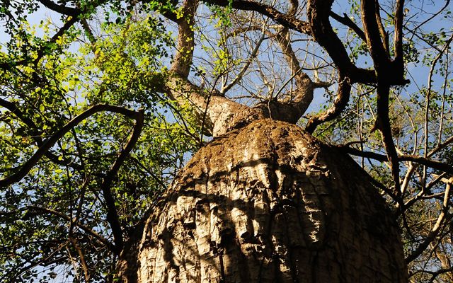 Una Ceiba Chodatii muestra su característica 'barriga' en su tronco.