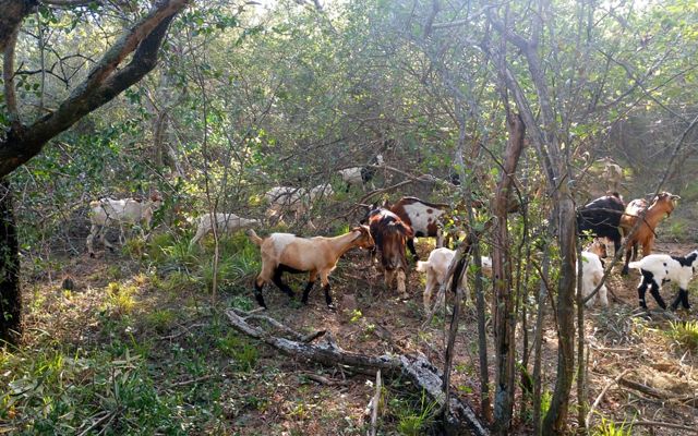 Un rebaño de cabras pastorea libremente un area forestal.