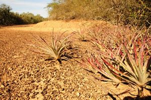 Regenerating the Gran Chaco The Nature Conservancy