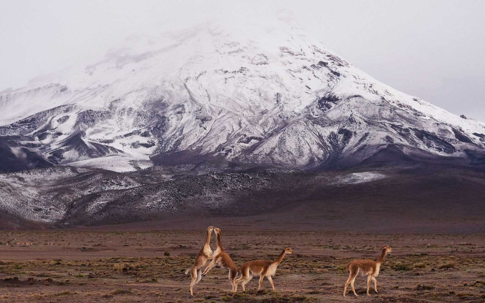 Un grupo de vicuñas juegan al frente del Chimborazo en Ecuador