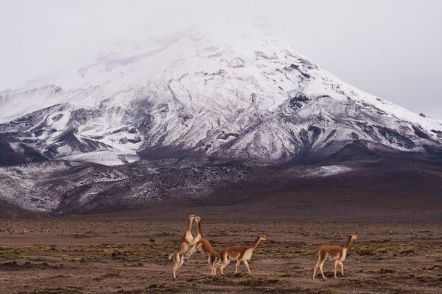 Un grupo de vicuñas juegan al frente del Chimborazo en Ecuador
