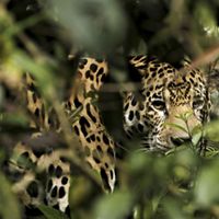 El jaguar, es el felino más grande de América Latina  y el tercero en el mundo. Su existencia depende la conservación de la selva y los bosques tropicales.