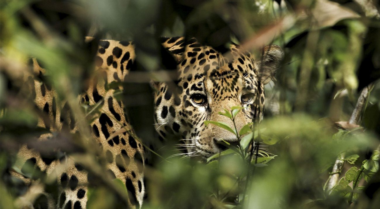 Jaguar en Ecuador.