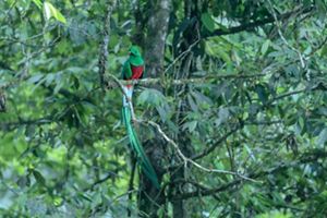 Quetzal en los bosques nubosos de Guatemala.