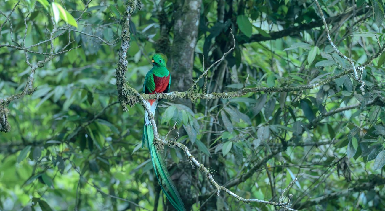 Un quetzal verde y rojo vibrante posado en la rama de un árbol, rodeado de exuberante follaje.