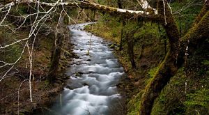 Curso de agua que atraviesa un bosque.