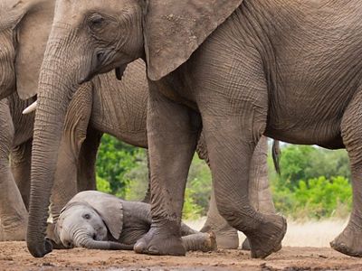 Cría de elefante tomando siesta en el suelo.