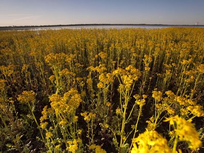 Una vista panorámica de flores amarillas que florecen cerca de un cuerpo de agua tranquilo, creando un paisaje pintoresco.