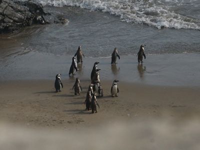 Los pingüinos son aves pacíficas y suelen transitar en grupos.