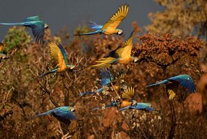 Guacamayos azul y amarillo sobrevuelan bosques.
