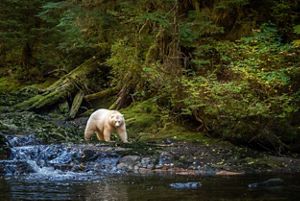 Oso deambula entre ríos y bosques tupidos en Great Bear, Canadá.