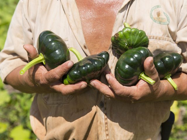 Santos Francisco Garcia picks squash in his "milpa" personal agriculture lot near ejido San Agustin, Yucatan, Mexico. The Nature Conservancy works with landowners, communities, and governments in Mexico to promote low-carbon rural development through the design and implementation of improved policy and practice in agriculture, ranching, and forestry. The Conservancy is leading the initiative, Mexico REDD+ Program in conjunction with the Rainforest Alliance, the Woods Hole Research Center, and Espacios Naturales y Desarrollo Sustentable.