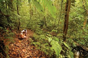 Dos personas realizan trabajo de campo en un frondoso bosque tropical.