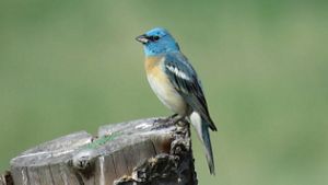 Ave de colores vibrantes en tonos de azul y gris sobre un tronco.
