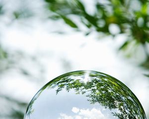 reflects the landscape of a green forest.