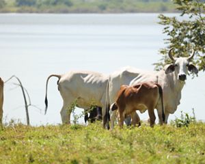 En una fica, un grupo de vacas y al fondo se ve una laguna.