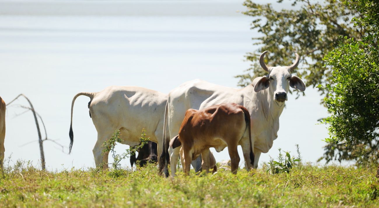 En una fica, un grupo de vacas y al fondo se ve una laguna.