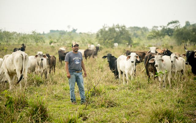 En una finca, una persona posa en medio de un grupo de ganado.