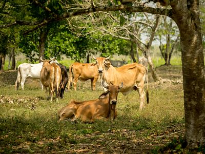 Un grupo de vacas en un terreno con árboles, una descansa en la sombra.