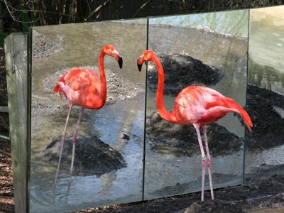 Un flamenco rosado parado en un estanque observando su propio reflejo en un espejo.