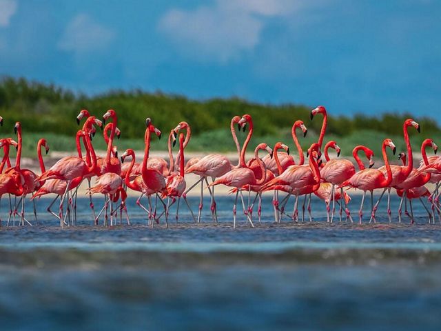 Bandada de flamencos rosados reunidos en la costa.