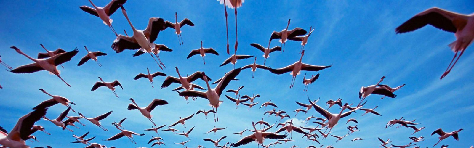 Flamingos flying above water under blue sky.