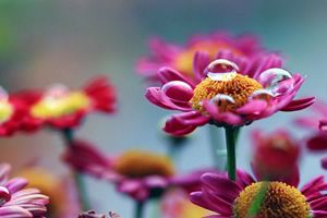 Droplet on a flower