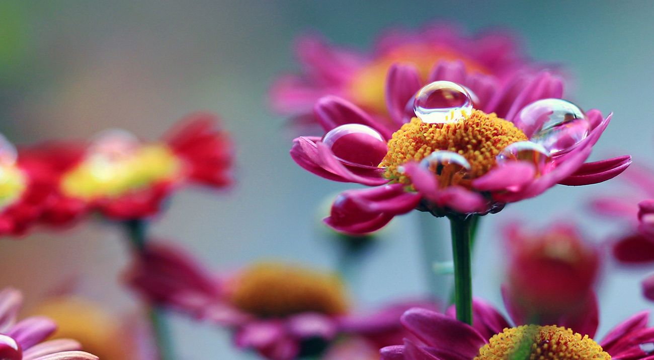 Water droplet on flowers