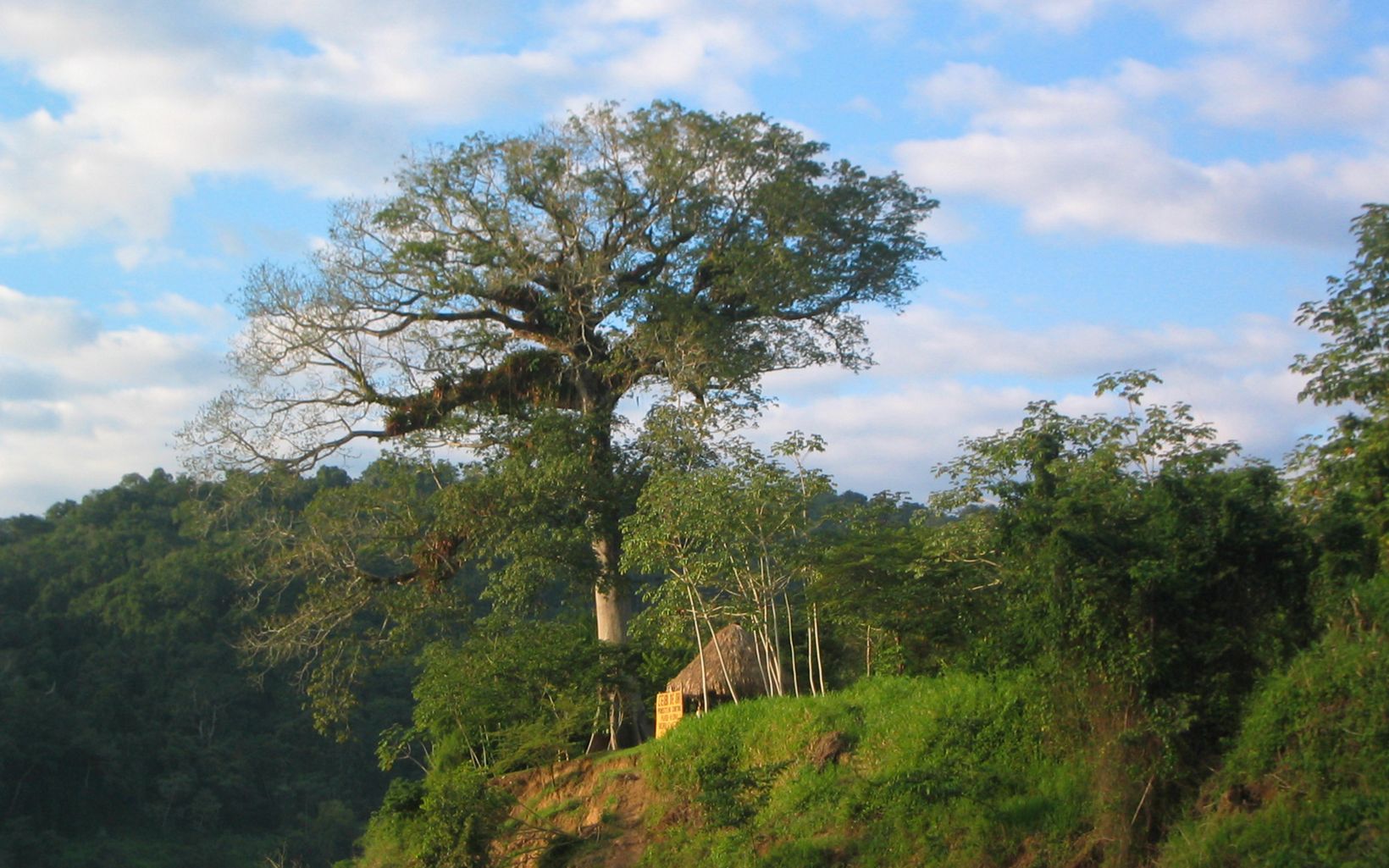 Estación Guardaparques Ciebo El árbol Ceibo es el árbol nacional de Guatemala, en esta ocasión sobresale en la Estación de Guardaparques del Ceibo a orillas del río Usumacinta. © Susan G. Ellies/TNC